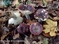 Russula atropurpurea-amf1723